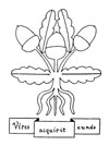 acorn